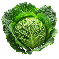 Fresh Green Savoy Cabbage Head Vividly Textured Leaves isolated on a transparent background