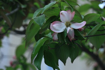 アメリカからの贈り物