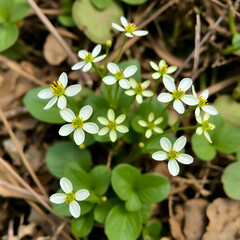 pale blossoms of  lesser celandine (ficaria verna)
