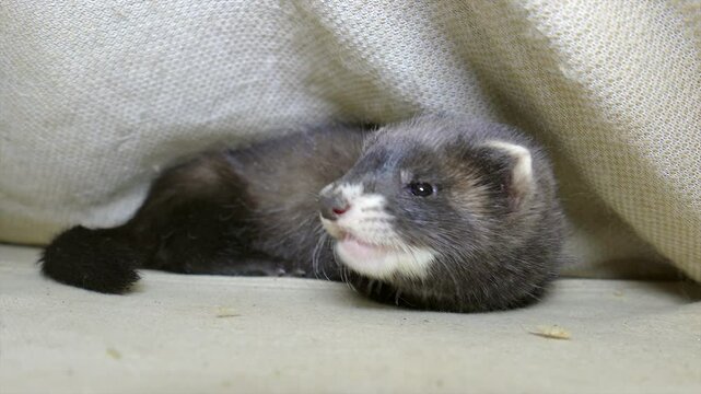 The European polecat (Mustela putorius)