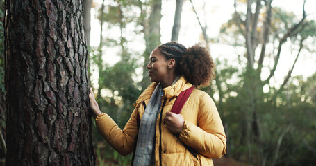 Hiking, forest and african woman touch tree outdoor as naturalist, environmentalist or nature...