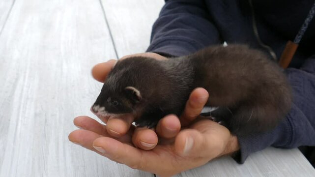 Man is holding the European polecat (Mustela putorius)