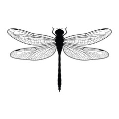 Watercolor Dragonfly Silhouette, Vector, Illustration, Icon, Logo, White Background.