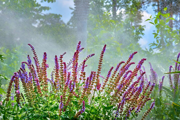 Hot summer.Splashes of raindrops or irrigation systems,sage flower