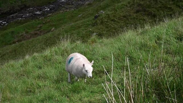 Sheep, Pont ar Daf, Wales, United Kingdom