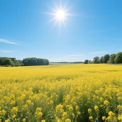 Vibrant Yellow Canola Field Under a Bright Sun