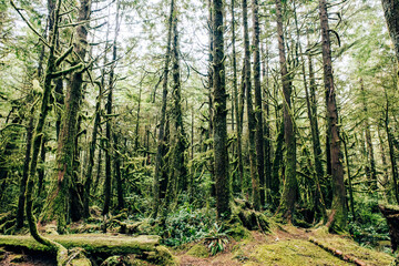 The forest of Green Point Campground, Pacific Rim National Park Reserve, Long Beach, Tofino,...