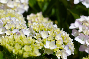 Beautiful pink pastel hydrangea flowers blooming