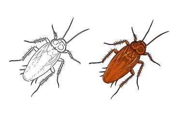 Cockroach picture. Cockroach sketch. Can be used as book illustration. Cockroach coloring book