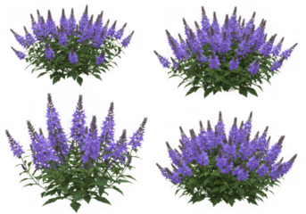 Four purple flower bushes isolated on transparent background