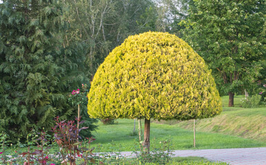 A bright yellow, symmetrical topiary tree in the shape of an oval, growing on a tall, thick trunk...