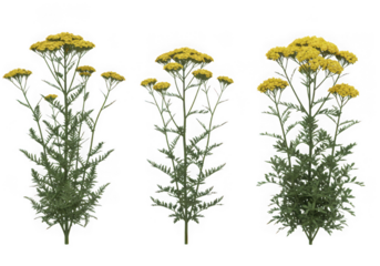 Three yellow yarrow plants isolated on transparent background