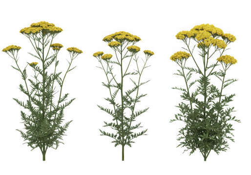 Three yellow yarrow plants isolated on transparent background
