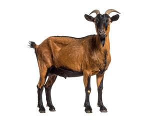 Fototapeta premium A brown goat standing calmly in a field.