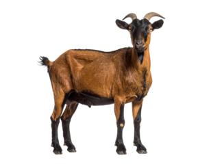 A brown goat standing calmly in a field.