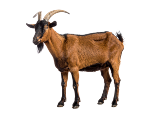 Brown goat standing on a white background.