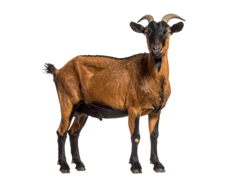 A brown goat standing calmly in a field.