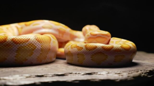 Albino Python Coiled on Stone Surface with Detailed Yellow and Orange Markings