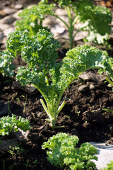 The green curly kale plant is planted in a pot, Green kale leaves, one of the super foods, beneficial for health lovers. High in antioxidants. 	