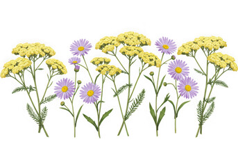 Yellow yarrow and purple aster flowers isolated on transparent background