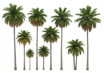 Collection of palm trees isolated on transparent background