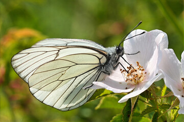 Closeup on a European black-veined white butterfly, Aporia crataegi drinking nectar from a white wild rose