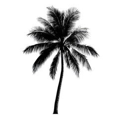 Palm Tree Silhouette