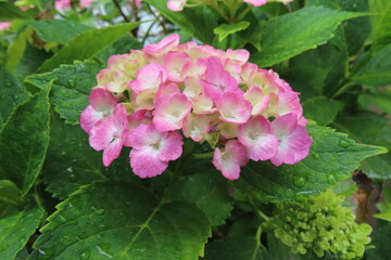 ピンクアジサイ