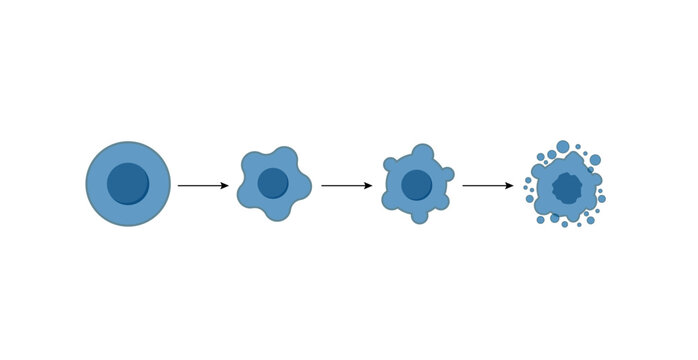 Apoptosis. Programmed cell death. Aging process in cells. Stages of apoptosis, normal cell, shrinkage, membrane blebbing, cell breaks into apoptotic bodies and phagocytosis. Vector illustration.