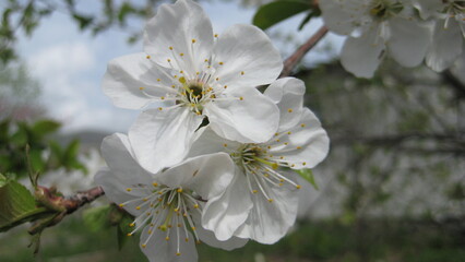apple tree blossom