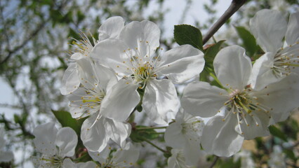 apple tree flowers