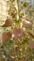 mushrooms in the forest