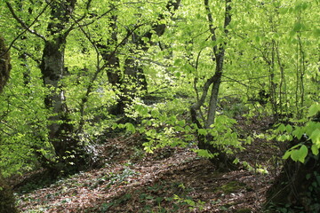 green moss on a tree
