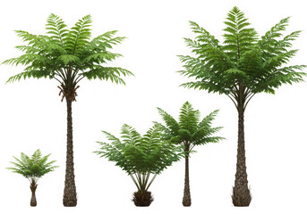 Tree fern plants collection isolated on transparent background