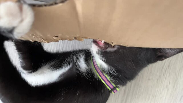 Little black cat chewing a cardboard box.