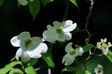 Obraz premium アメリカからの贈り物