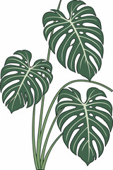 vector illustration of monstera plant