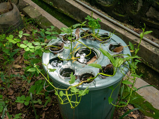 Water spinach is planted using the hydroponic method using buckets