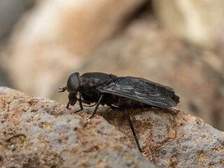Big eyed Fly, tabanus aegrotus, on Rock
