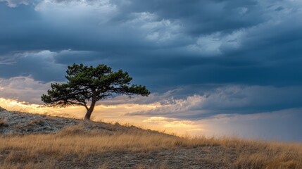 Isolated tree on windswept hill under dramatic twilight clouds