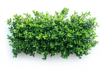 Fototapeta premium A verdant bush thrives promising growth and vibrant life in stark minimalist on white background. Generative Ai