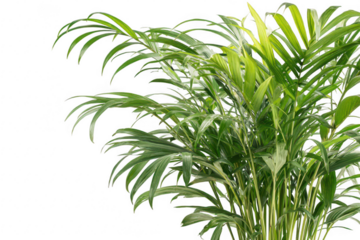 Palm Plant Indoor Closeup