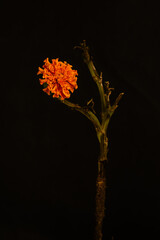 A single wilted marigold flower with exposed roots and a dry, curved stem against a dark background.
