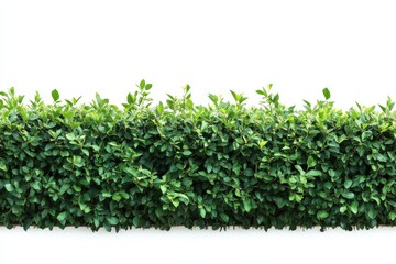 Obraz premium A lush green hedge forming a natural border brimming with life against white on white background. Generative Ai
