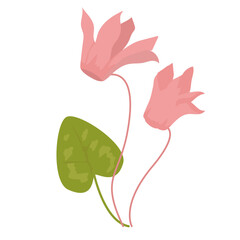 Cyclamen flower illustration flat design