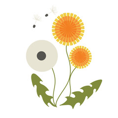 Dandelion flower illustration flat design