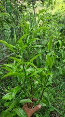Hand picking fresh green tea leaves from a bush at a plantation. a gardener harvesting young tea shoots in a lush tea garden. Fresh organic tea leaves being inspected on a tea estate.