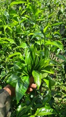 Hand picking fresh green tea leaves from a bush at a plantation. a gardener harvesting young tea shoots in a lush tea garden. Fresh organic tea leaves being inspected on a tea estate.