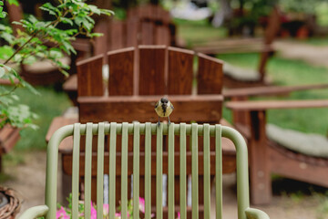 Bird Perched on a Green Chair