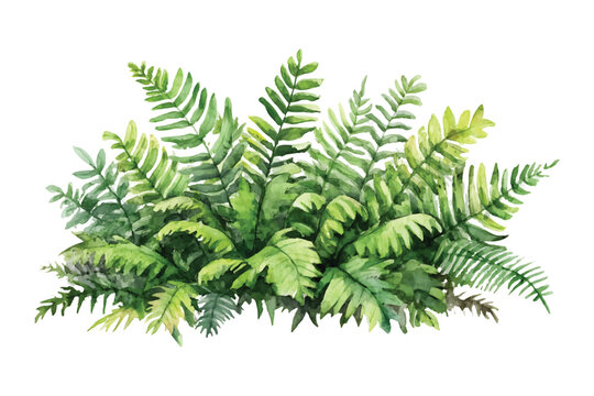 Watercolor fern fronds lush greenery on transparent background botanical illustration vector design